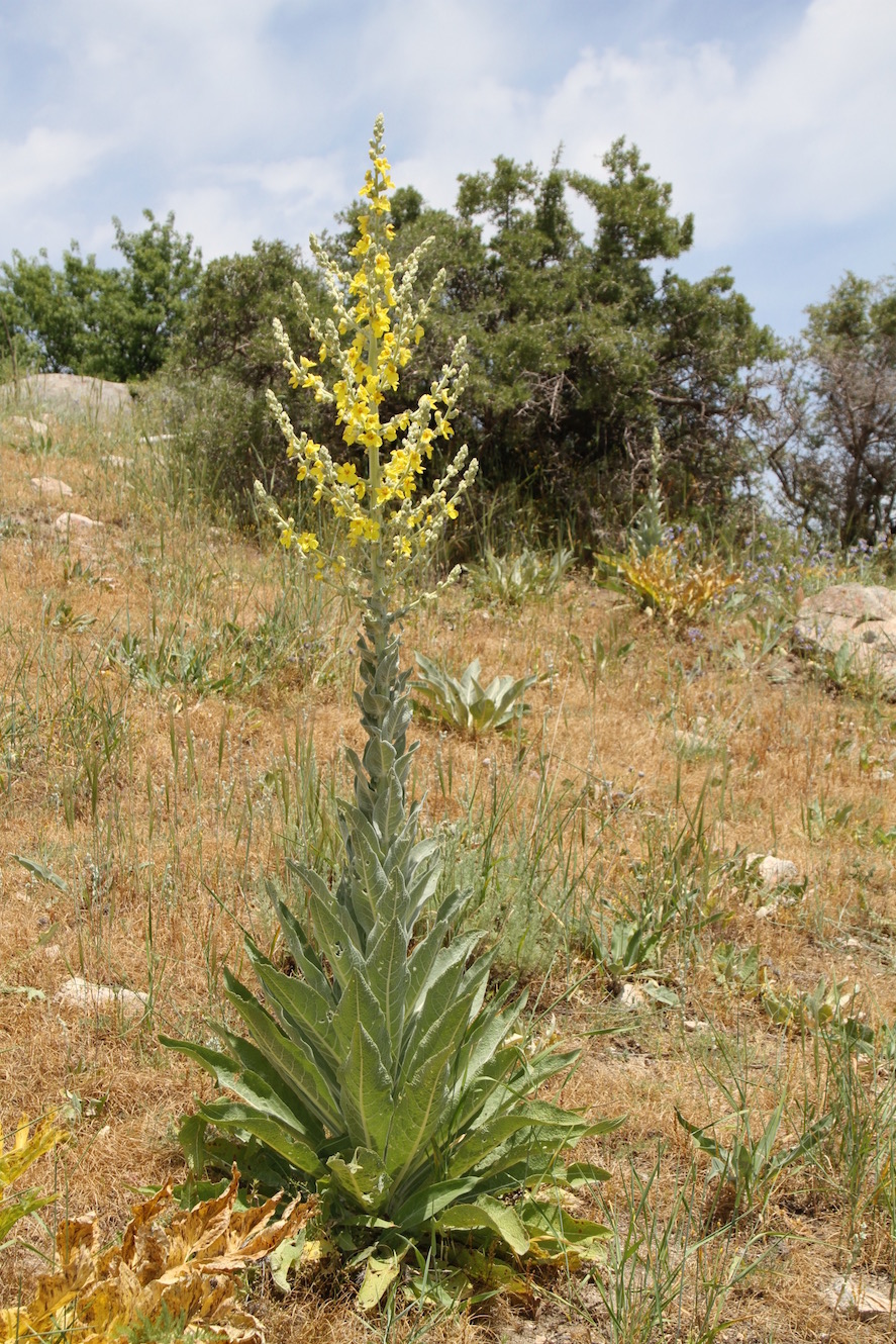 Изображение особи Verbascum songaricum.