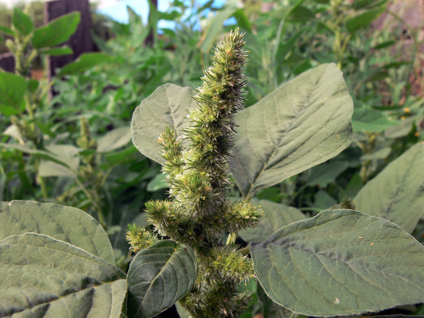 Image of Amaranthus retroflexus specimen.