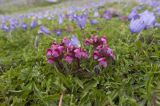 Pedicularis nordmanniana