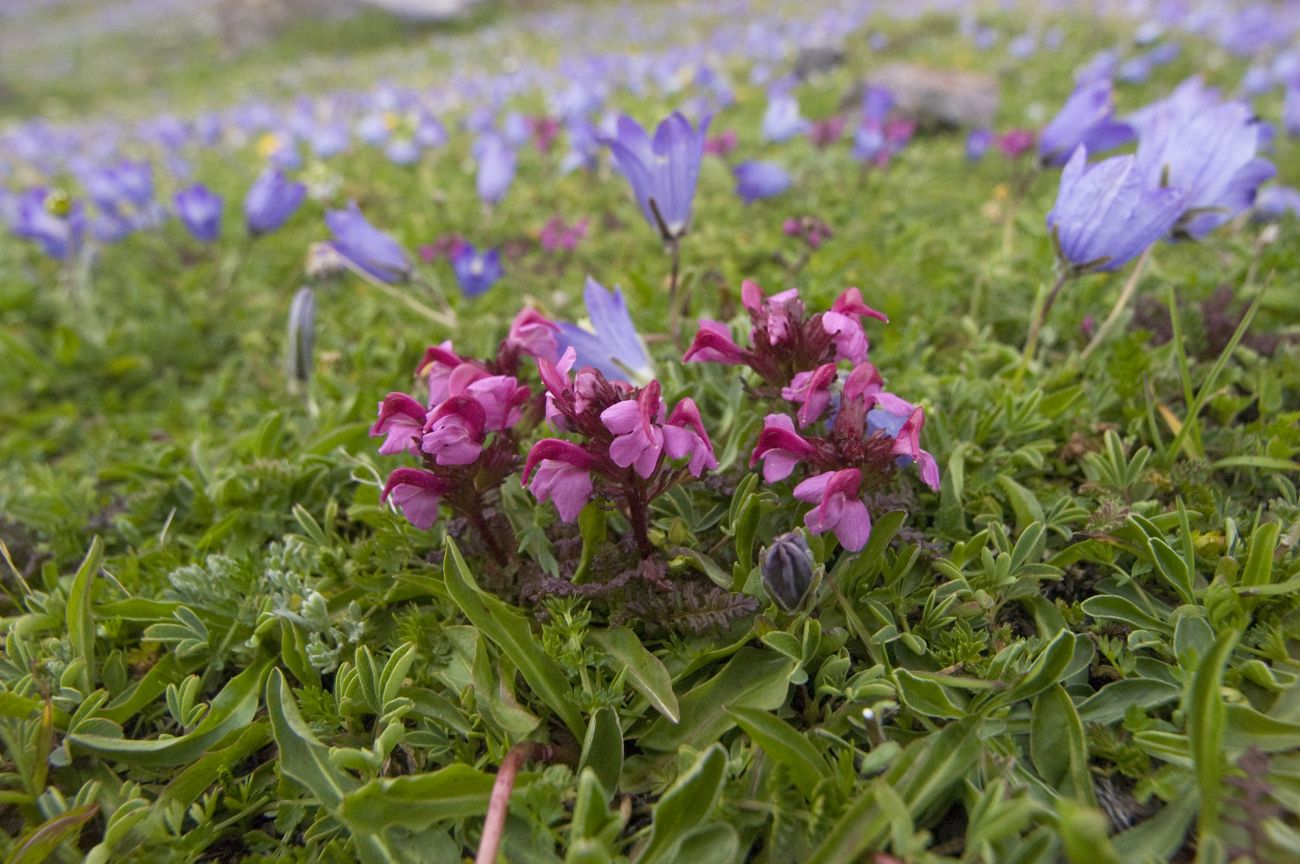 Image of Pedicularis nordmanniana specimen.