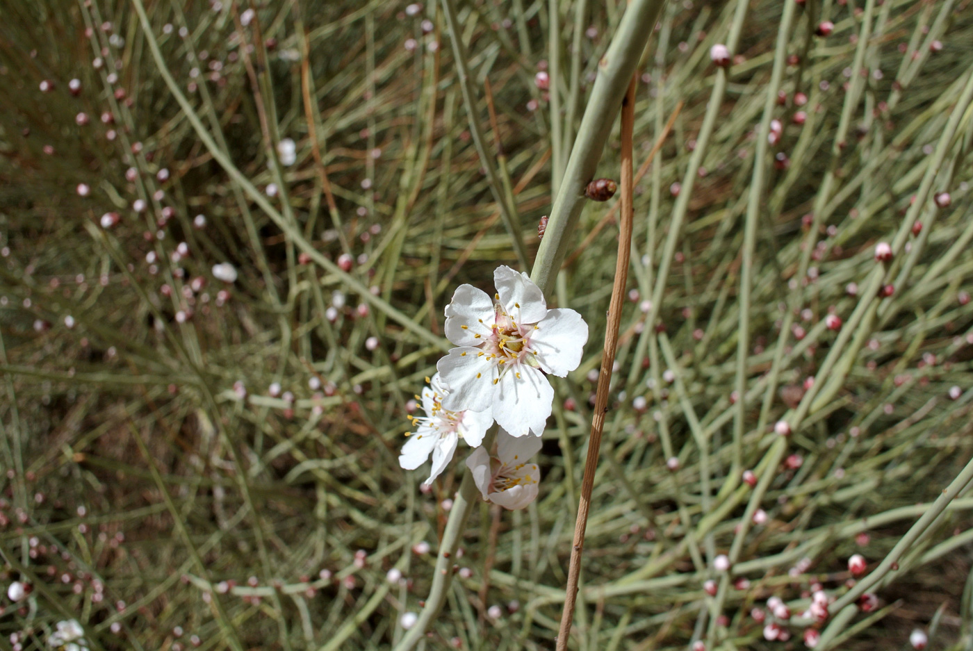 Image of Amygdalus scoparia specimen.