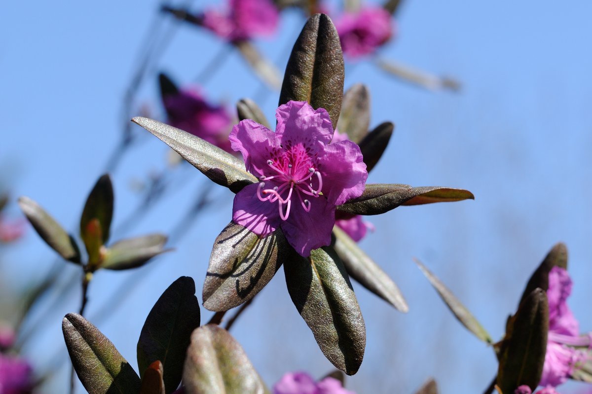 Изображение особи Rhododendron sichotense.