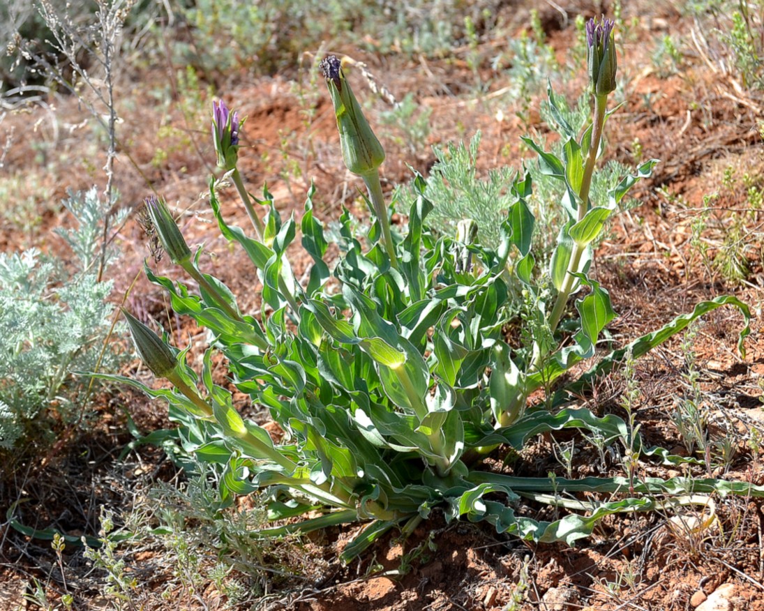 Image of Tragopogon marginifolius specimen.