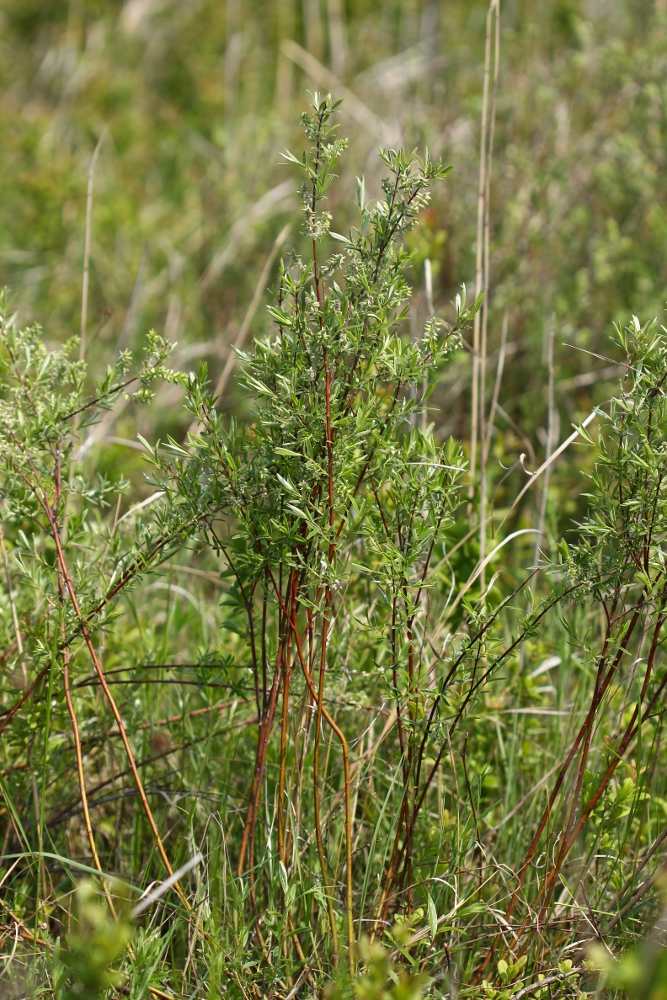 Image of Salix brachypoda specimen.