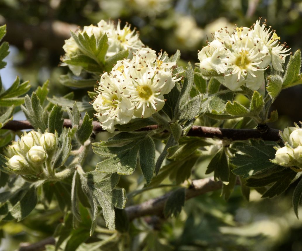 Изображение особи Crataegus orientalis.