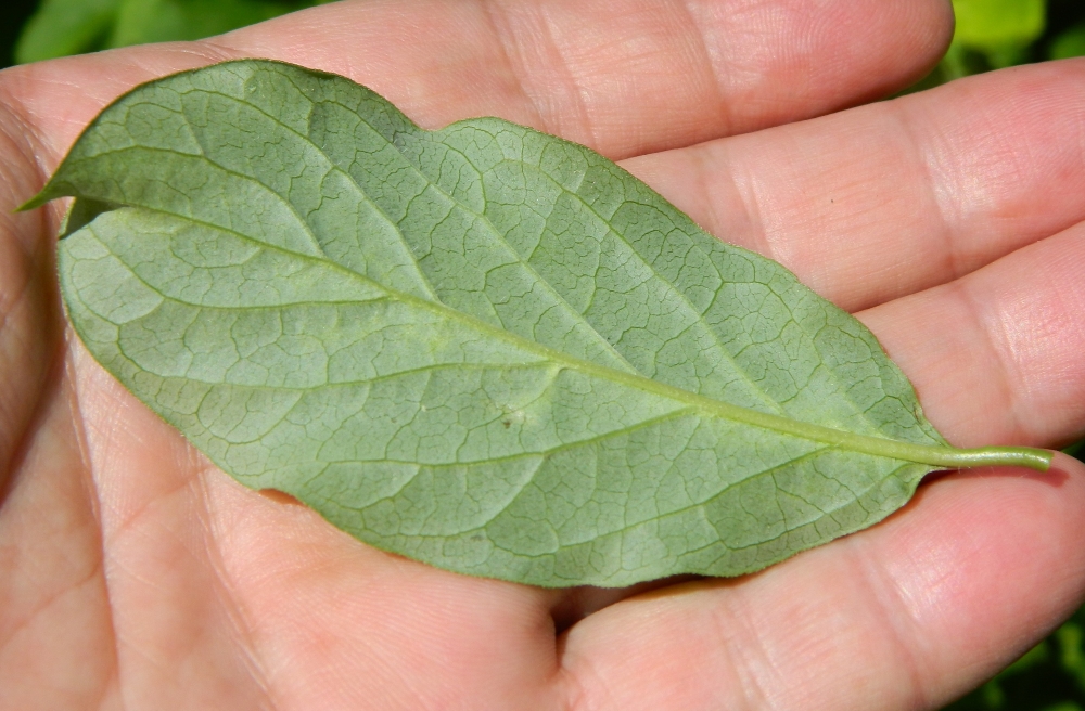 Изображение особи Syringa &times; henryi.