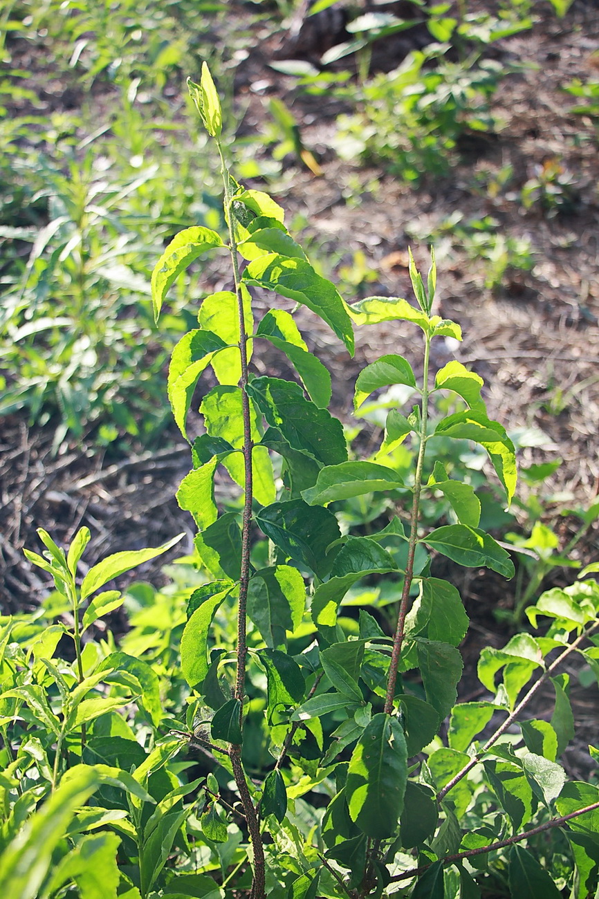 Image of Euonymus verrucosus specimen.