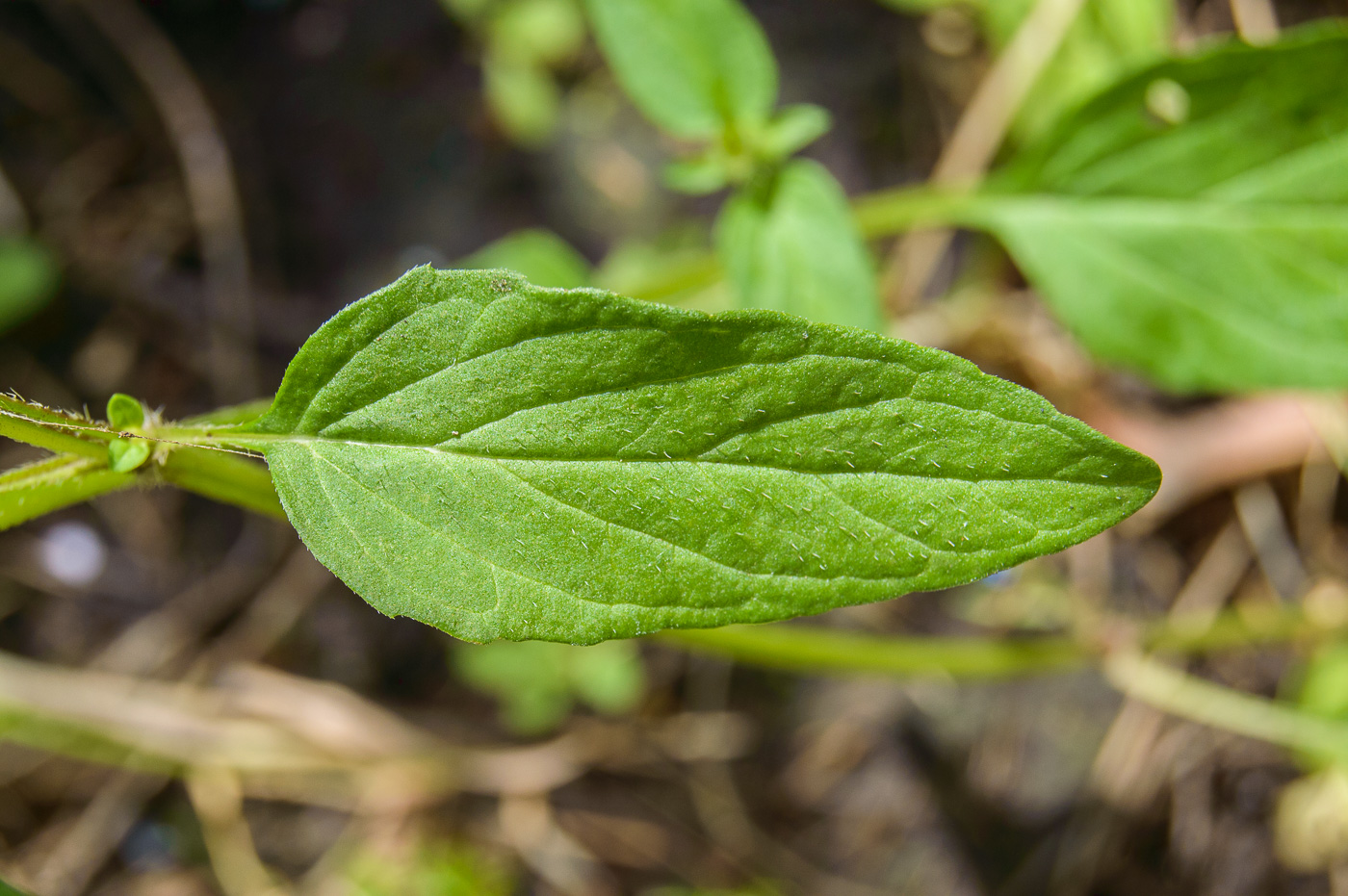 Изображение особи Prunella vulgaris.