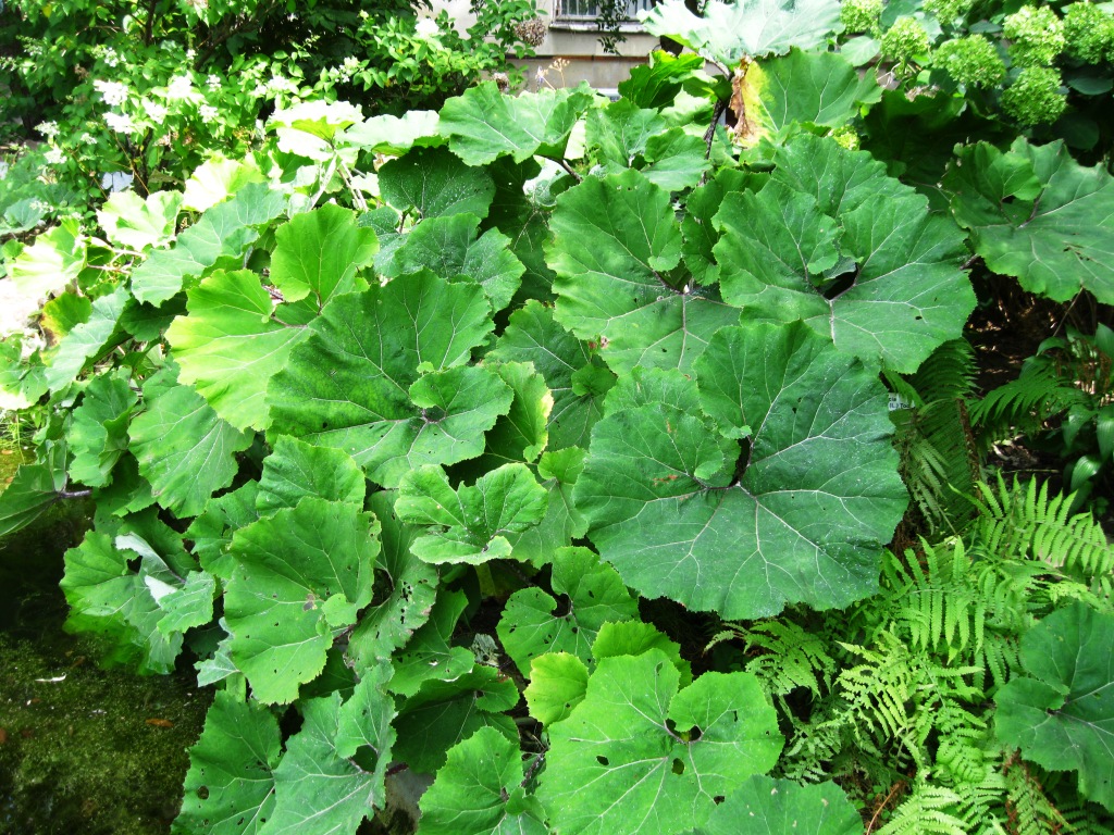 Изображение особи Petasites hybridus.