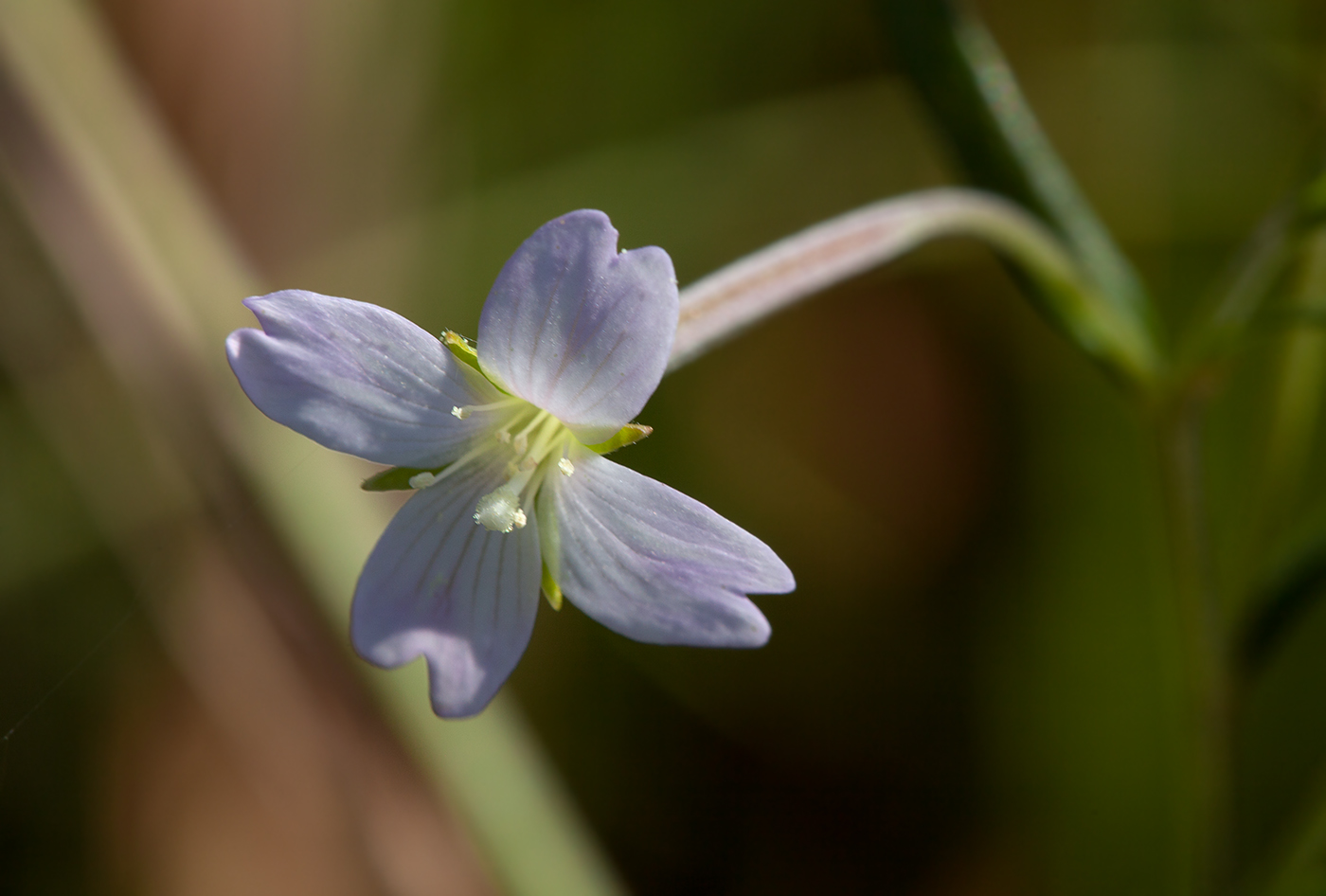 Изображение особи Epilobium palustre.