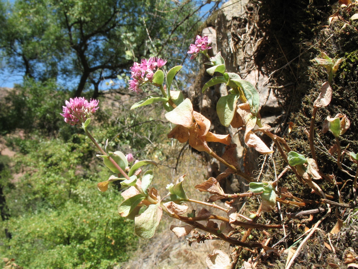 Image of Hylotelephium ewersii specimen.