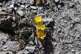 genus Taraxacum