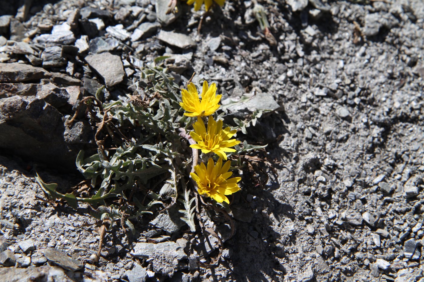 Image of genus Taraxacum specimen.