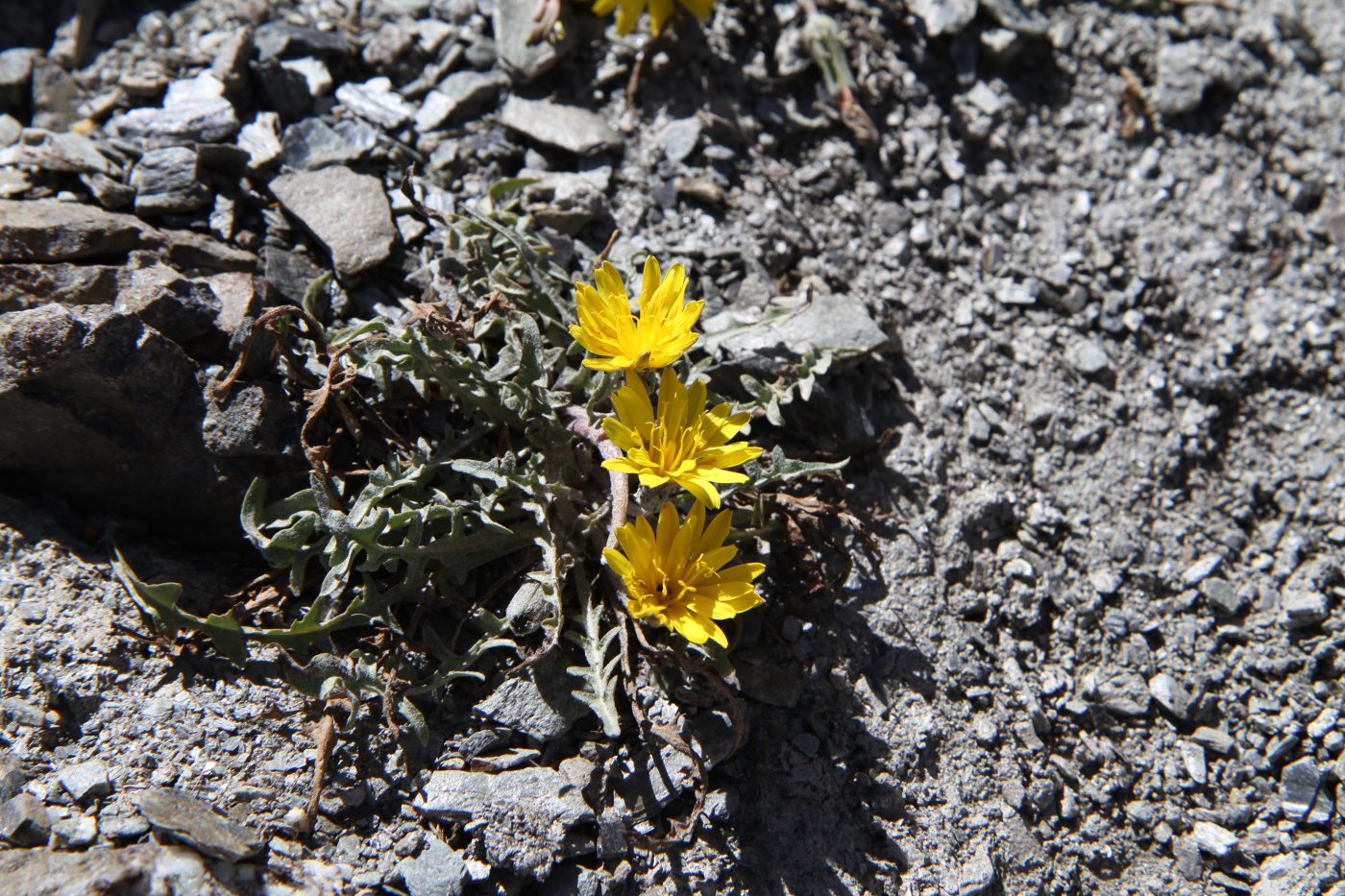 Изображение особи род Taraxacum.