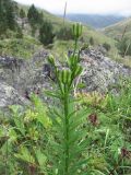 Lilium monadelphum