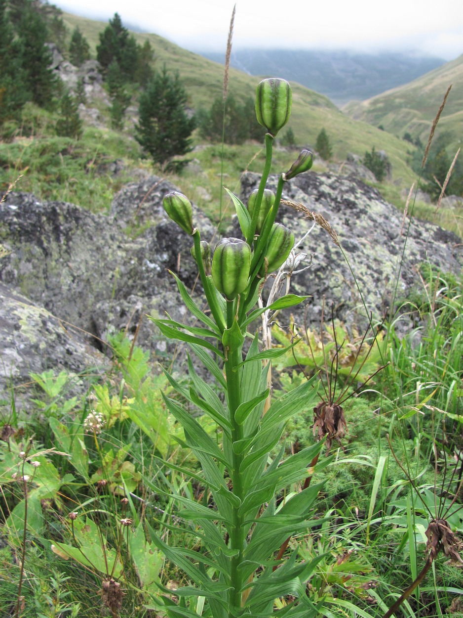 Изображение особи Lilium monadelphum.