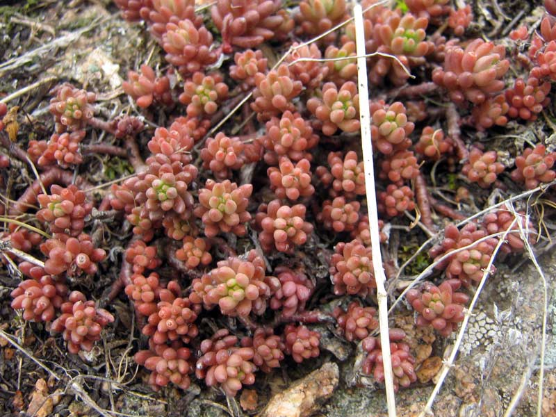Image of Sedum alberti specimen.