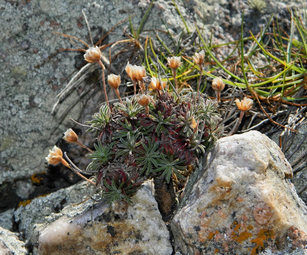 Изображение особи Armeria pubigera.