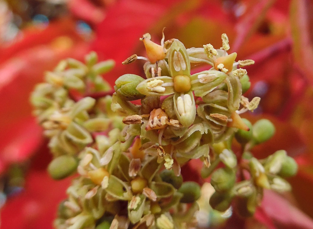 Изображение особи Parthenocissus quinquefolia.