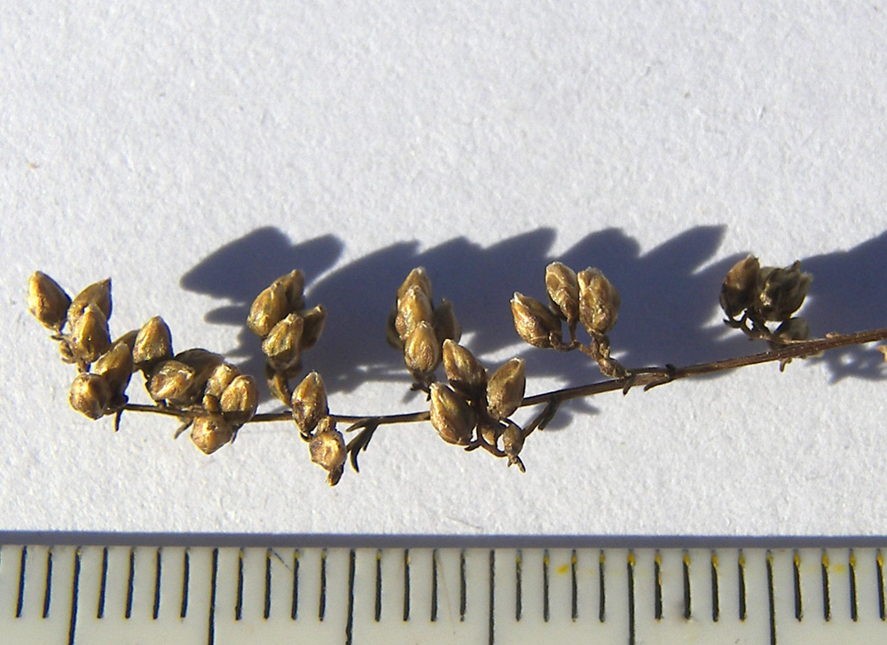 Image of Artemisia scoparia specimen.