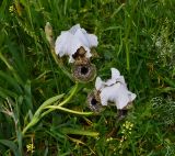 Iris bismarckiana
