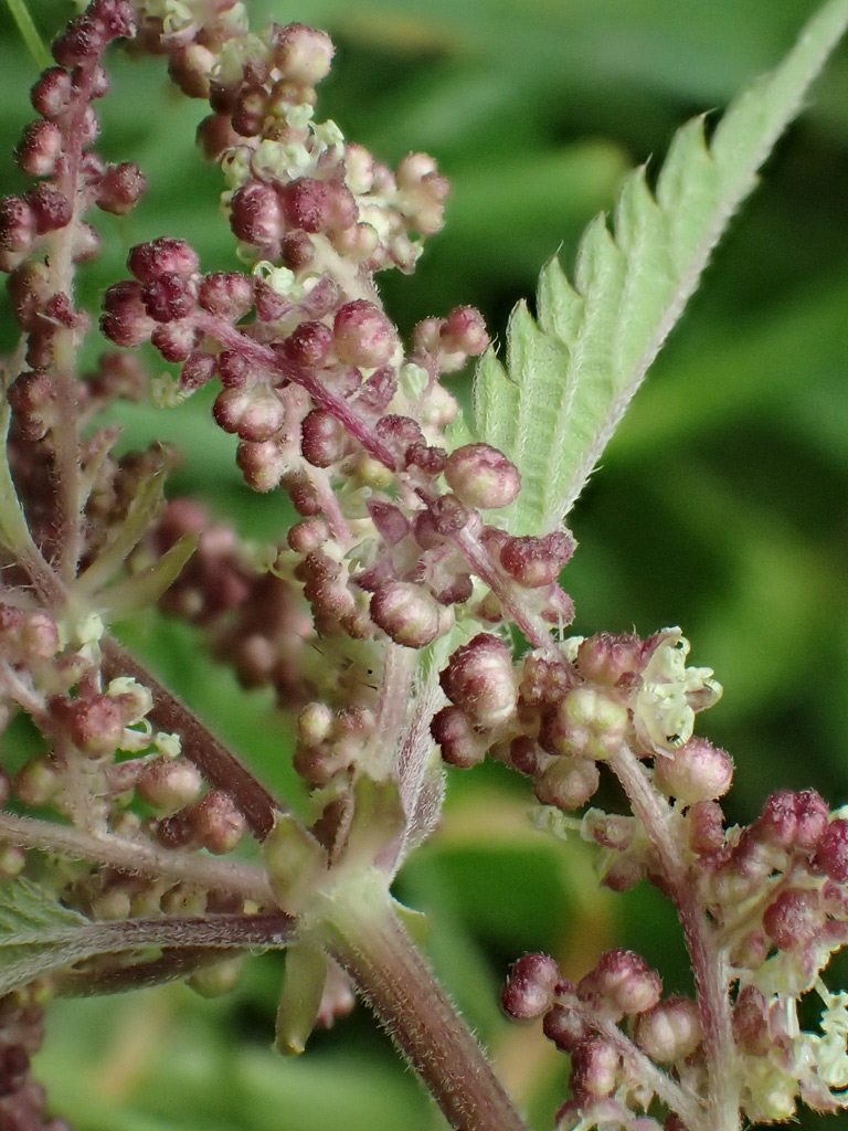 Image of Urtica dioica specimen.