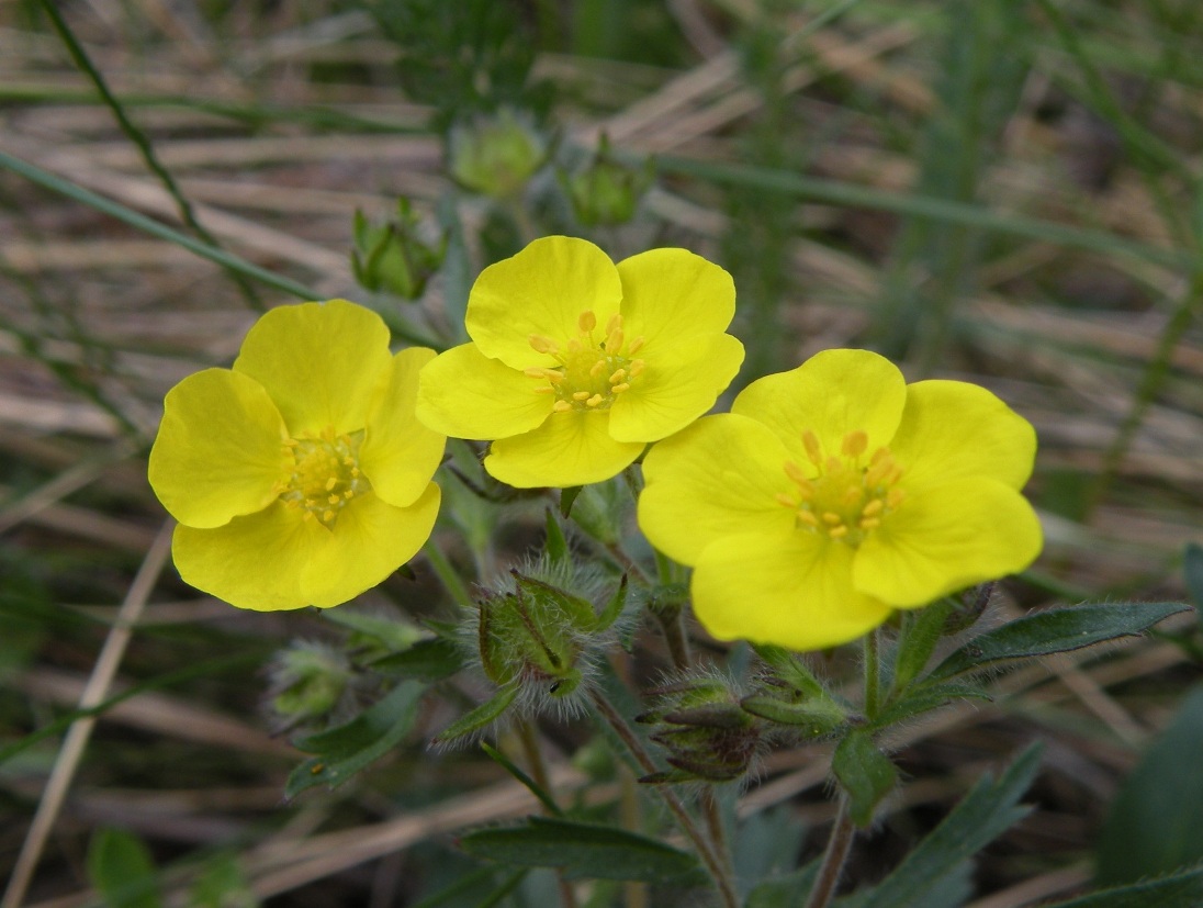 Image of Potentilla heptaphylla specimen.