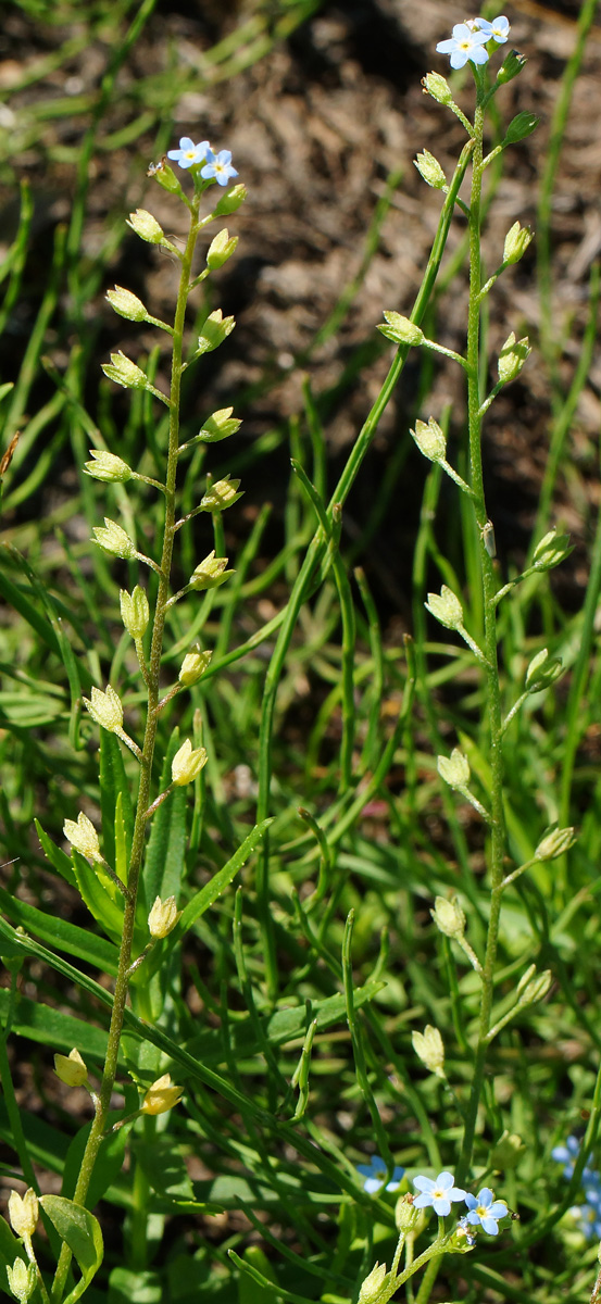 Image of Myosotis cespitosa specimen.