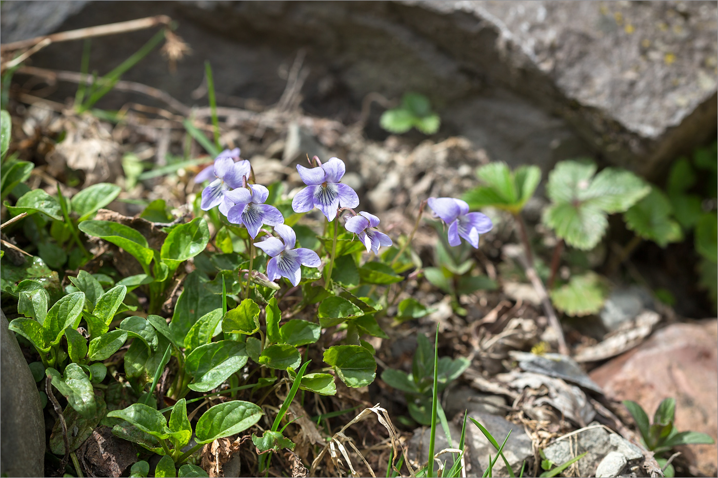 Изображение особи род Viola.