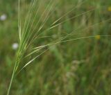 Image of taxon representative. Author is Тамара Риб