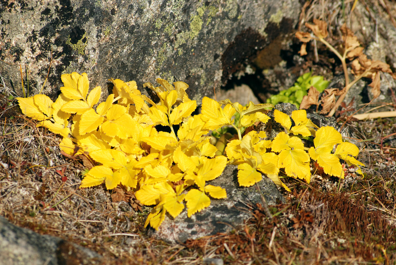 Image of Coelopleurum gmelinii specimen.