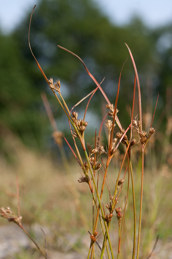 Изображение особи Juncus tenuis.