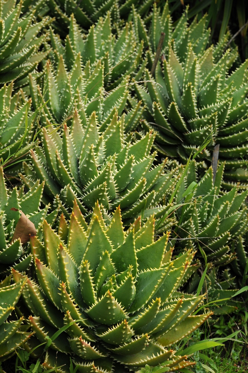 Image of Aloe perfoliata specimen.