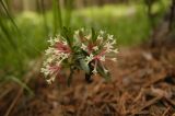 Daphne glomerata. Верхушка цветущей веточки. Кабардино-Балкария, Эльбрусский р-н, правый берег реки Азау, Терскольский сосновый лес. 17.06.2012.