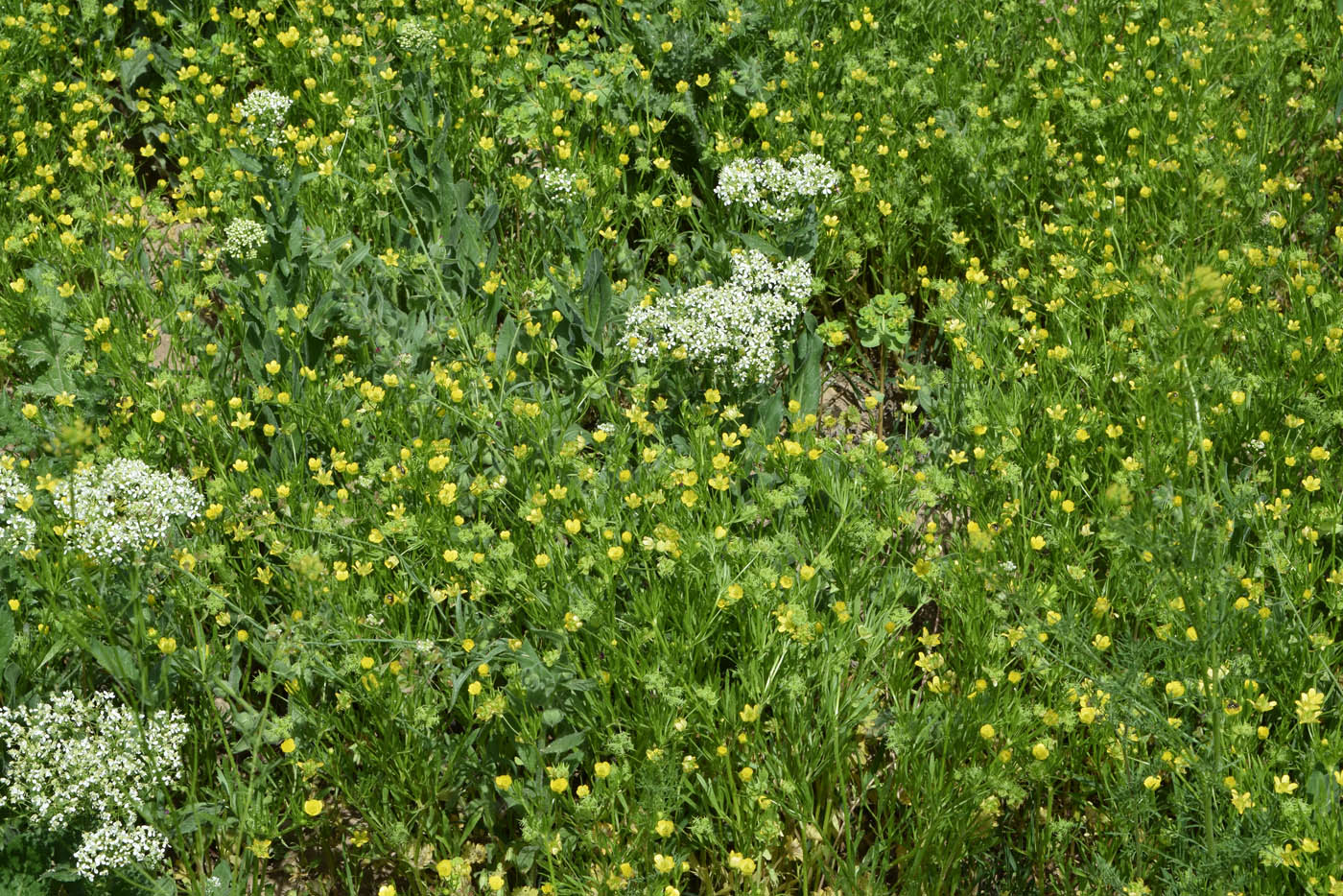 Изображение особи Ranunculus arvensis.