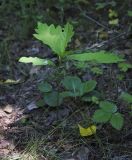 Quercus robur. Молодое растение-самосев. Пермский край, г. Пермь, Кировский р-н, сосновый бор. 16.07.2017.