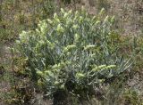 Sideritis catillaris