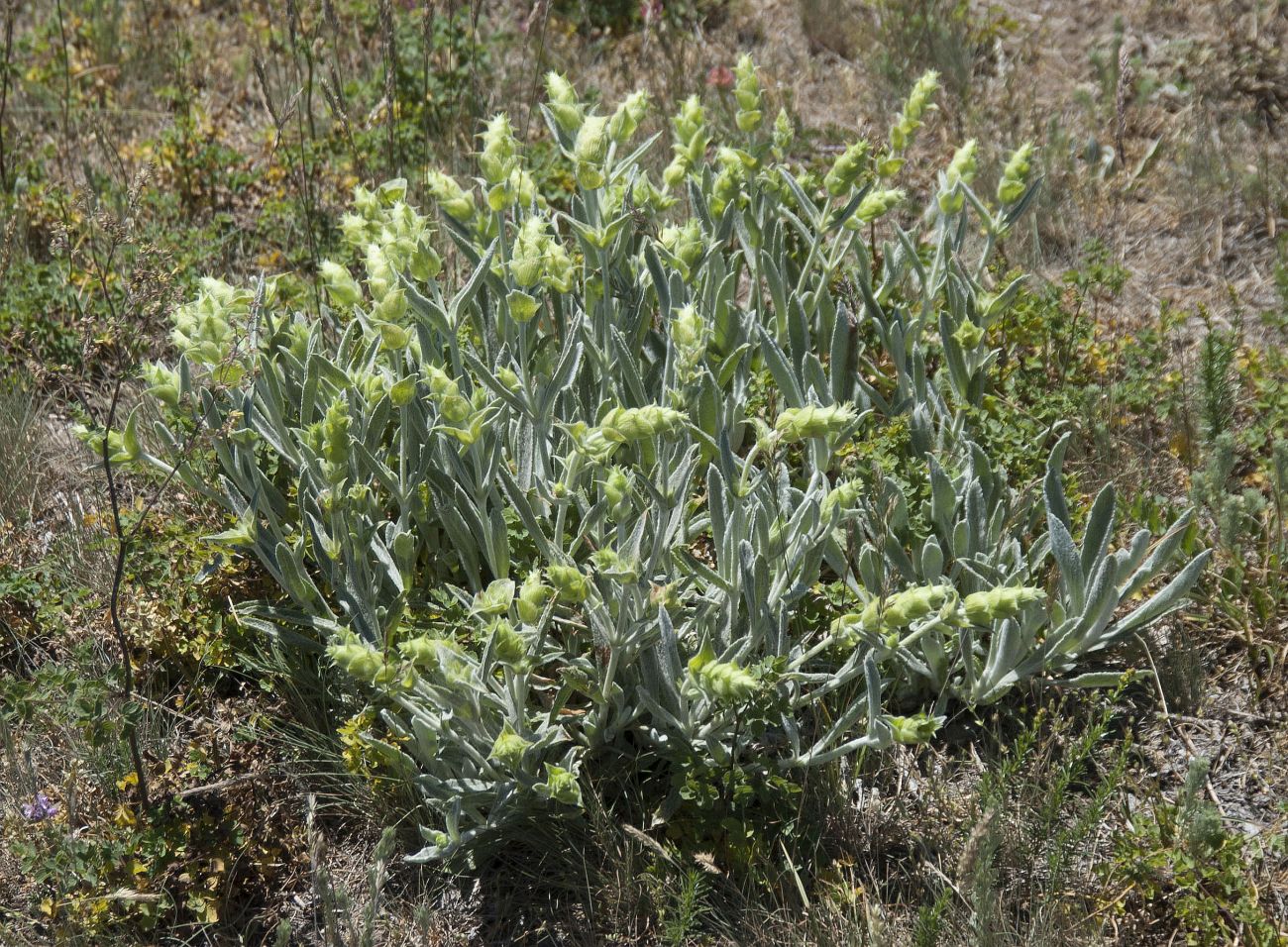 Изображение особи Sideritis catillaris.