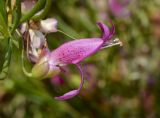 Eremophila alternifolia