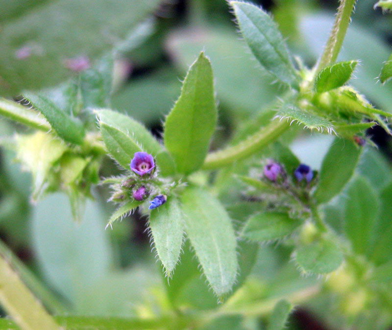 Изображение особи Asperugo procumbens.