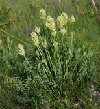 Astragalus follicularis