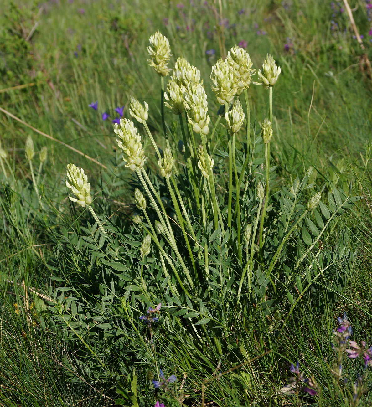 Image of Astragalus follicularis specimen.