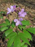 Cardamine quinquefolia