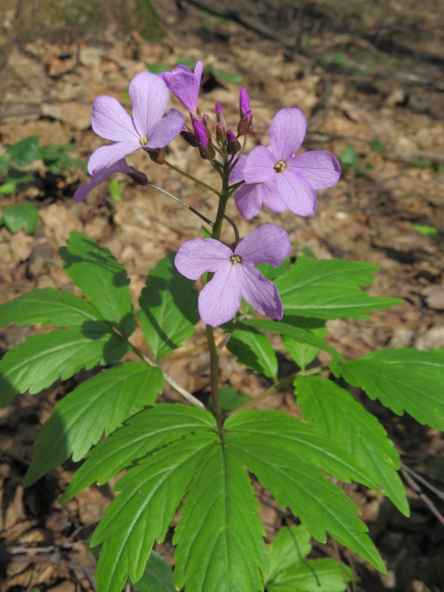 Изображение особи Cardamine quinquefolia.