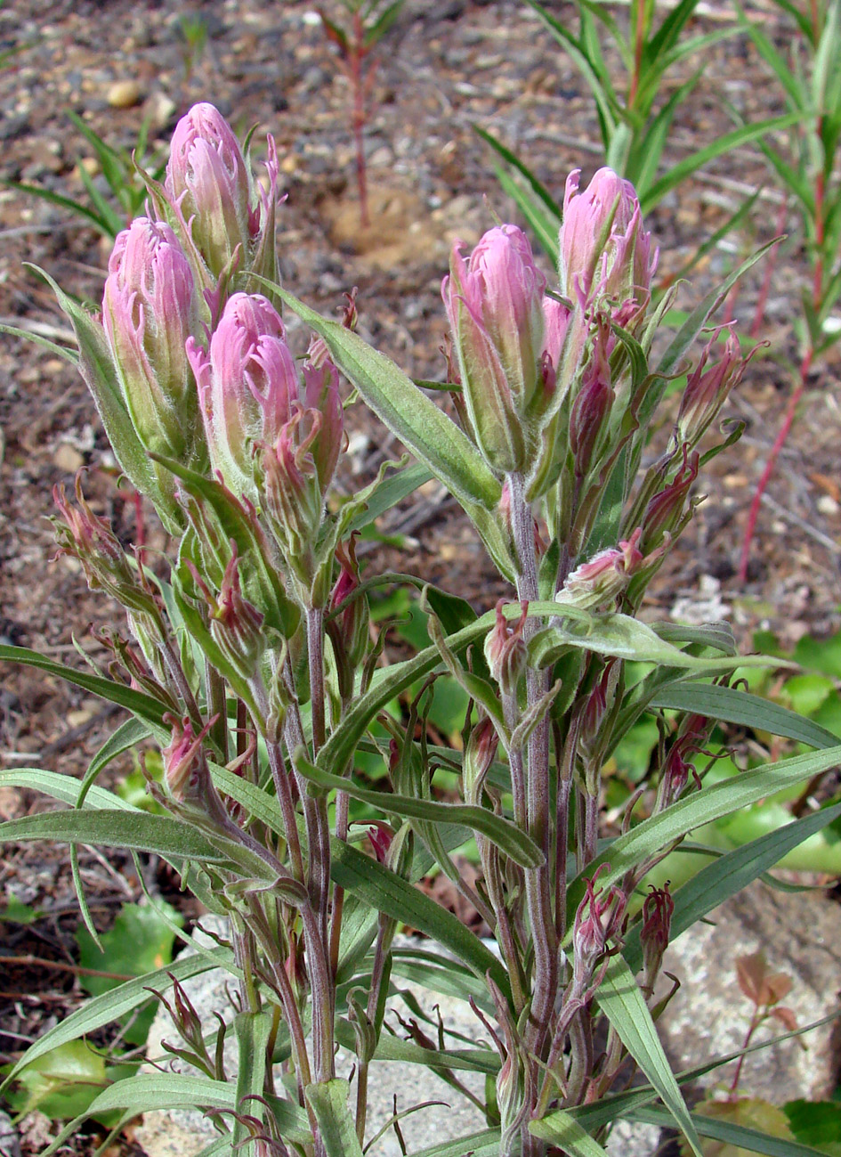 Image of Castilleja rubra specimen.