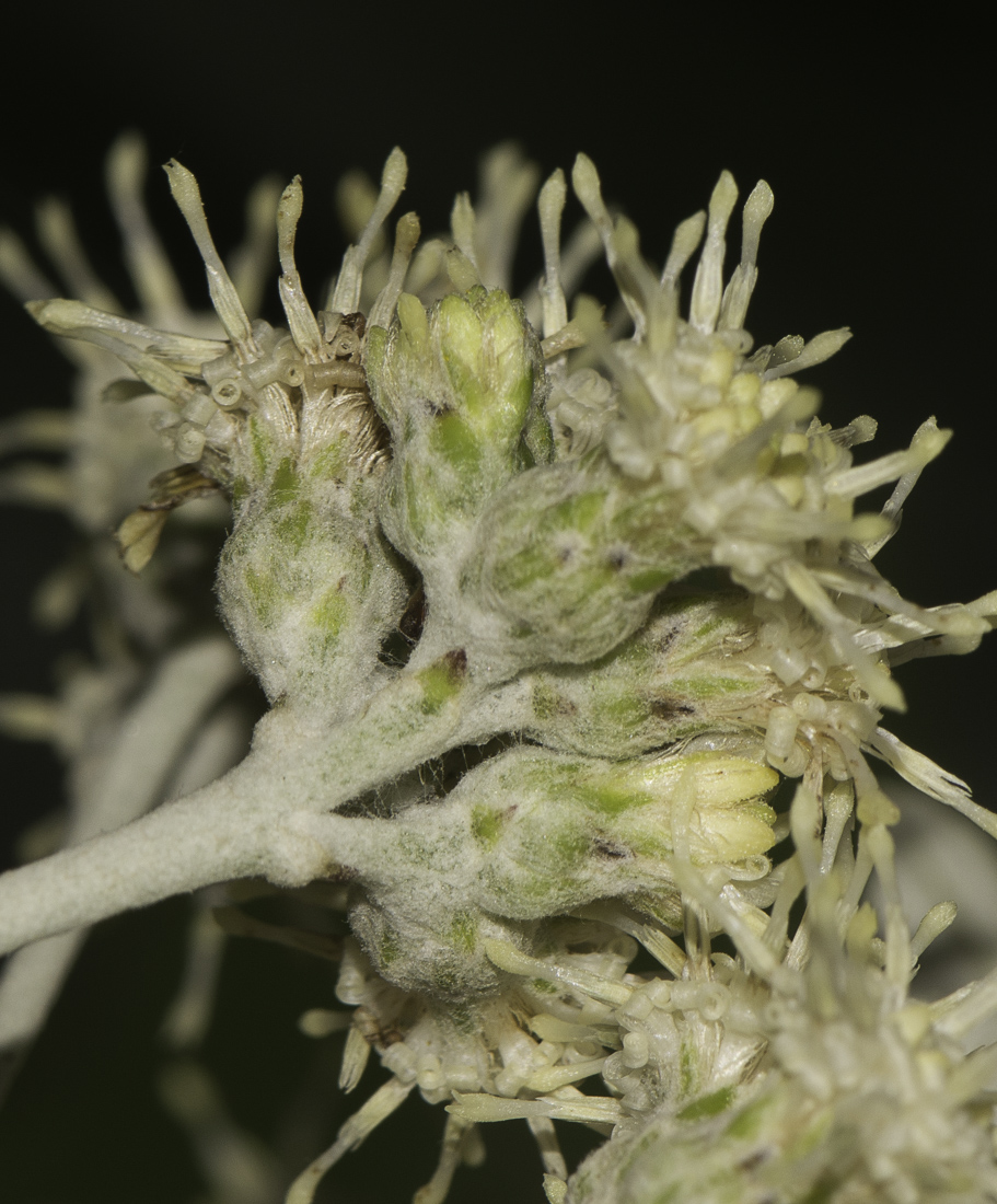 Image of Brachylaena discolor specimen.