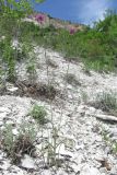 Allium nathaliae variety tepekermensis. Цветущие растения. Крым, Бахчисарайский р-н, гора Тепе-Кермен. 29.05.2018.