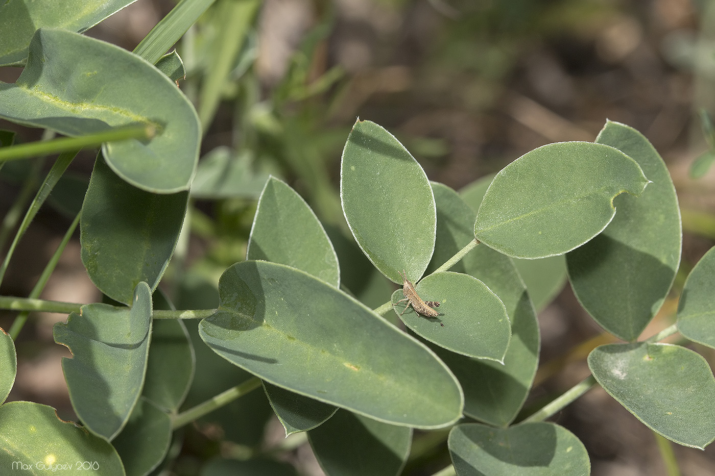 Image of Hedysarum grandiflorum specimen.