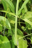 Stachys palustris