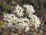 Pimpinella tragium. Соцветие. Крым, Севастополь, бухта Казачья, степь. 28 мая 2010 г.